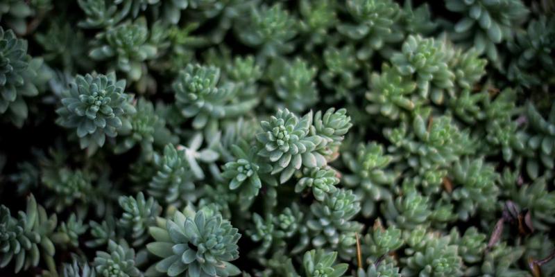 安吉32：在阅读与简约中，找到成长的另一种可能