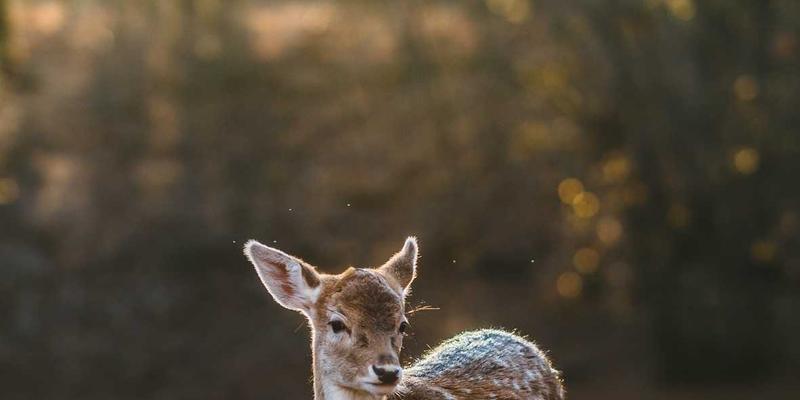 安吉77:在个人博客中构建简约生活,以阅读重塑精神家园