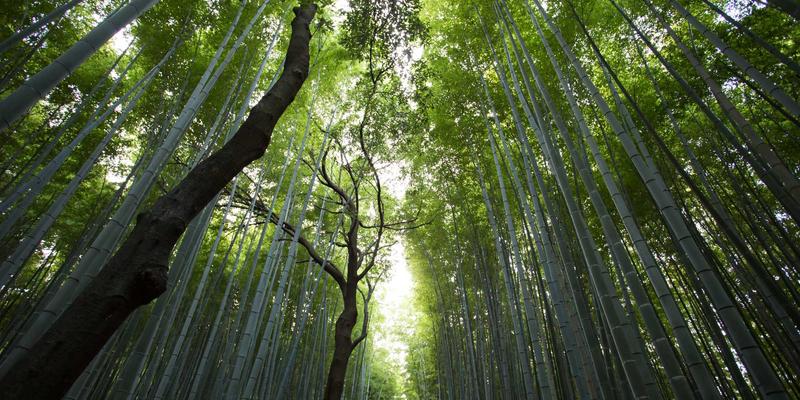 安吉79号公路：在个人博客中记录旅行与简约生活的交汇点