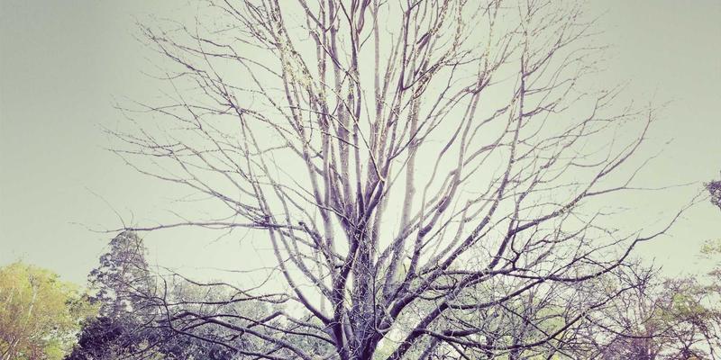 安吉在地手工艺体验：从挖笋到制作笋干的完整传统技艺，一场关于美食与生活方式的深度对话