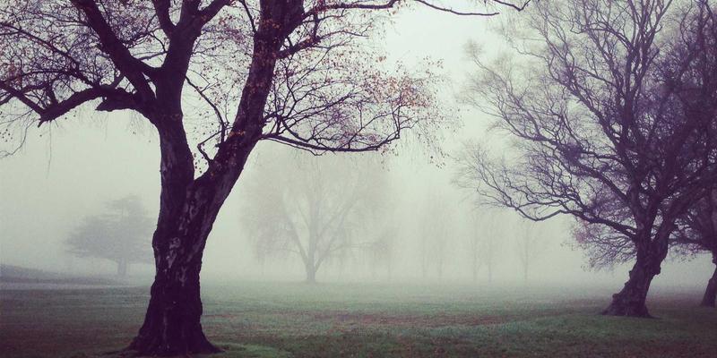安吉白茶全攻略：从原产地选购到冲泡品鉴，感受一片树叶的千年风雅